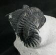Large Saharops Trilobite With Wenndorfia #7984-7